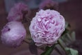 Peony flowers - many layered petals. Bunch pale pink peonies. Wa