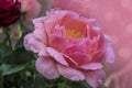 Peony flowers - many layered petals. Bunch pale pink peonies. Wallpaper