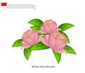 Peony Flowers, The National Flower of China Royalty Free Stock Photo