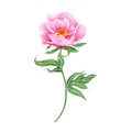 Peony flowers. Peonies flowers set. Watercolor hand painted botanical illustration of a peony . Royalty Free Stock Photo