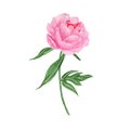 Peony flowers. Peonies flowers set. Watercolor hand painted botanical illustration of a peony . Royalty Free Stock Photo