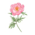 Peony flowers. Peonies flowers set. Watercolor hand painted botanical illustration of a peony . Royalty Free Stock Photo