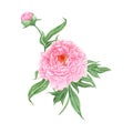 Peony flowers. Peonies flowers set. Watercolor hand painted botanical illustration of a peony .