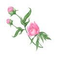 Peony flowers. Peonies flowers set. Watercolor hand painted botanical illustration of a peony . Royalty Free Stock Photo