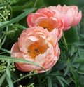 Peony flowers, Peonies in nature, garden. Orange, salmon color - Royalty Free Stock Photo