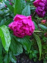 Peony flowers in raindrops in spring.