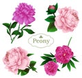 Peony flowers set isolated on a white background