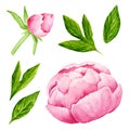 Peony flowers. Watercolor illustration