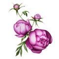 Peony