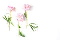 Peony flowers on white background. flat lay, top view, blanck space for a text