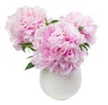 Peony flowers in white vase Royalty Free Stock Photo