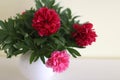 Peony flowers in a white vase on white background Royalty Free Stock Photo