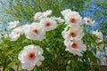 Peony flowres Royalty Free Stock Photo