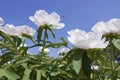 Peony flowres Royalty Free Stock Photo