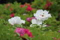 Peony flowres Royalty Free Stock Photo