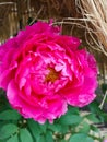 Peony flower with fucia colour is on display Royalty Free Stock Photo