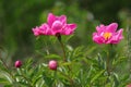 The peony in full bloom is very gorgeous