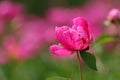 The peony in full bloom is very gorgeous