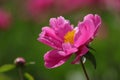 The peony in full bloom is very gorgeous