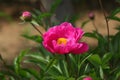 The peony in full bloom is very gorgeous