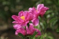 The peony in full bloom is very gorgeous