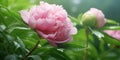 Peony Garden, A budding green peony with tiny raindrops on peony flowers