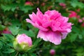 Peony Garden Royalty Free Stock Photo