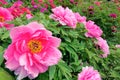 Peony Garden Royalty Free Stock Photo