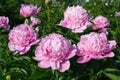 Peony garden