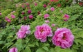 Peony Garden Royalty Free Stock Photo
