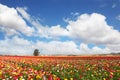 The peony garden ranunculus grow in kibbutz Royalty Free Stock Photo