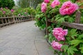 Peony garden Royalty Free Stock Photo