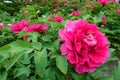 Peony garden Royalty Free Stock Photo