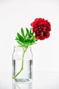 Peony in a glass vase with water Royalty Free Stock Photo