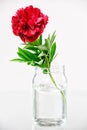 Peony in a glass vase with water Royalty Free Stock Photo
