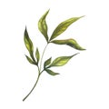 Peony green branch with leaves isolated on white background. Hand drawn watercolour botanical illustration of plant with Royalty Free Stock Photo