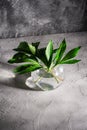 Peony green leaves in glass sphere vase with water on textured stone background Royalty Free Stock Photo