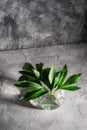 Peony green leaves in glass sphere vase with water on textured stone background Royalty Free Stock Photo