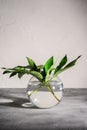 Peony green leaves in glass sphere vase with water on textured stone background, angle view Royalty Free Stock Photo