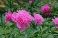 Peony is growing in the park. Herbaceous or shrubby plant. Cultivated for its romantic flowers.