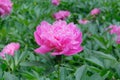 Peony is growing in the park. Shrubby plant. Cultivated for its romantic flowers.