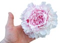 Peony in hand. Flower in palm isolated