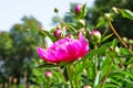 Peony hot pink Paeonia