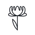 Peony icon. Pion flower isolated vector icon