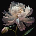 Peony isolated on black background close-up. Beautiful unusual transparent flower. Original flower background