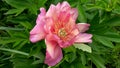 Peony ITO hybrid cultivar Julia Rose Royalty Free Stock Photo