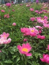 Beautiful peony flowers bloom in the park in Daoli District, Harbin in spring,