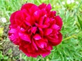 Red peony in drops of rain