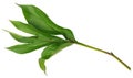 Peony leaf closeup isolated on white background Royalty Free Stock Photo