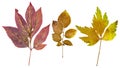 Peony leaves, potato leaves and leaves of lovage
